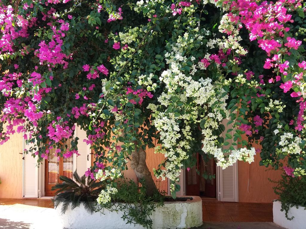 Constantinos Apartments Lassi  Dış mekan fotoğraf